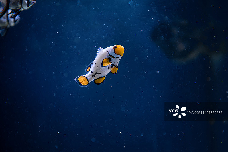特写的咸水热带蓝塘神仙鱼在海里游泳图片素材