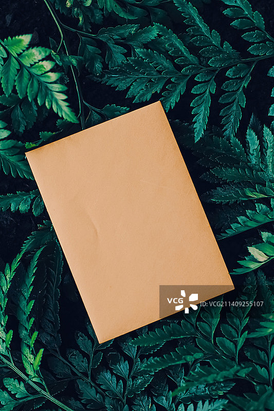 空白信封和自然绿叶，纸卡为背景图片素材