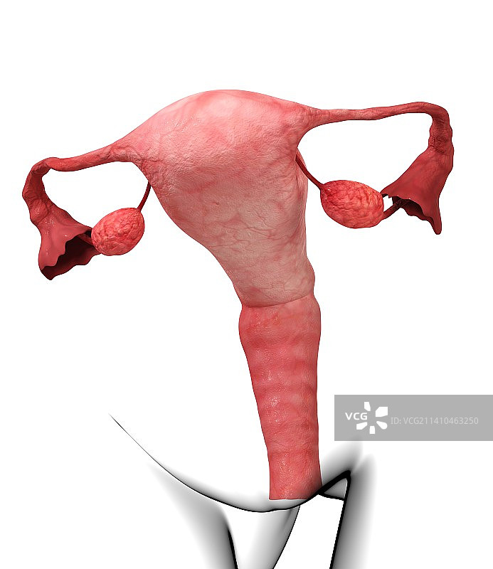 女性生殖系统，人体解剖学插画图片素材