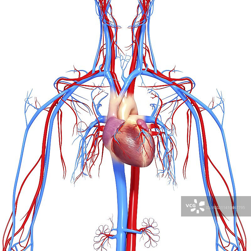 心血管系统，艺术品图片素材