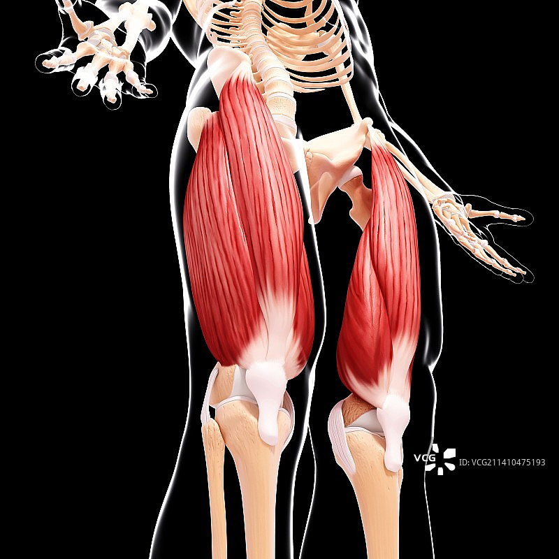人类腿部肌肉组织，艺术品图片素材