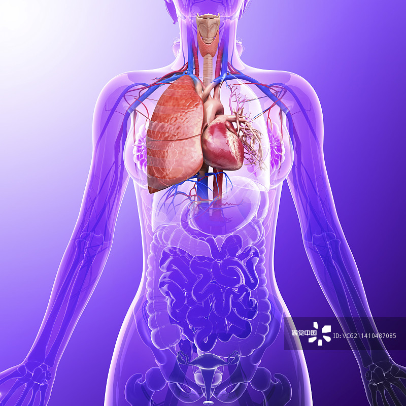 人类心血管系统，艺术品图片素材