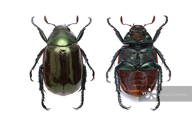 美丽的昆虫标本微距摄影-丽金龟图片素材