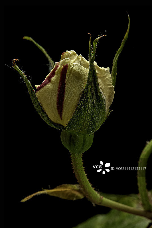 Rosa foetida ' Feu d' artisice '(奥地利蔷薇，波斯黄玫瑰，奥地利铜玫瑰)-玫瑰花蕾图片素材