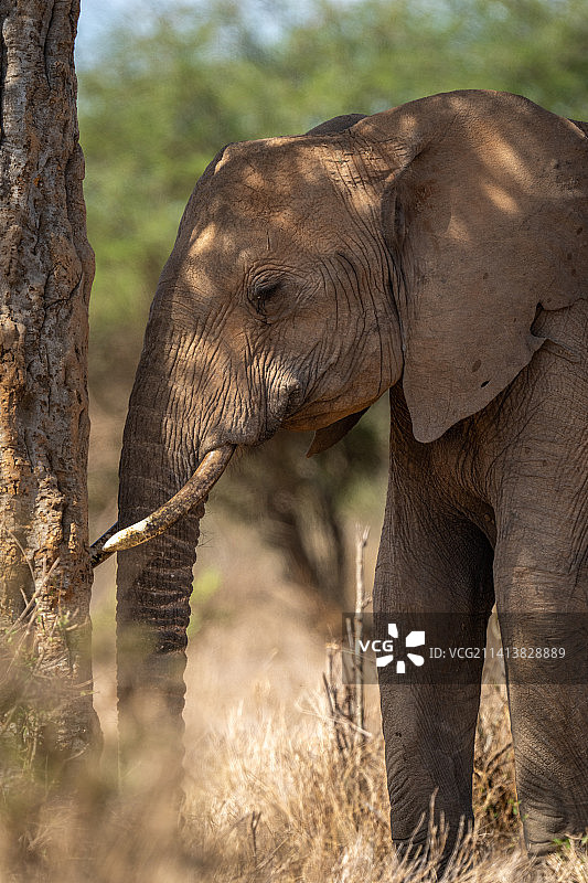肯尼亚，树边的非洲丛林象特写图片素材