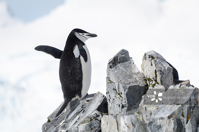 南极洲，企鹅栖息在岩石上挥舞着鳍状肢图片素材