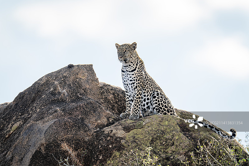 肯尼亚，一只豹子坐在阳光照耀的岩石上向前看图片素材