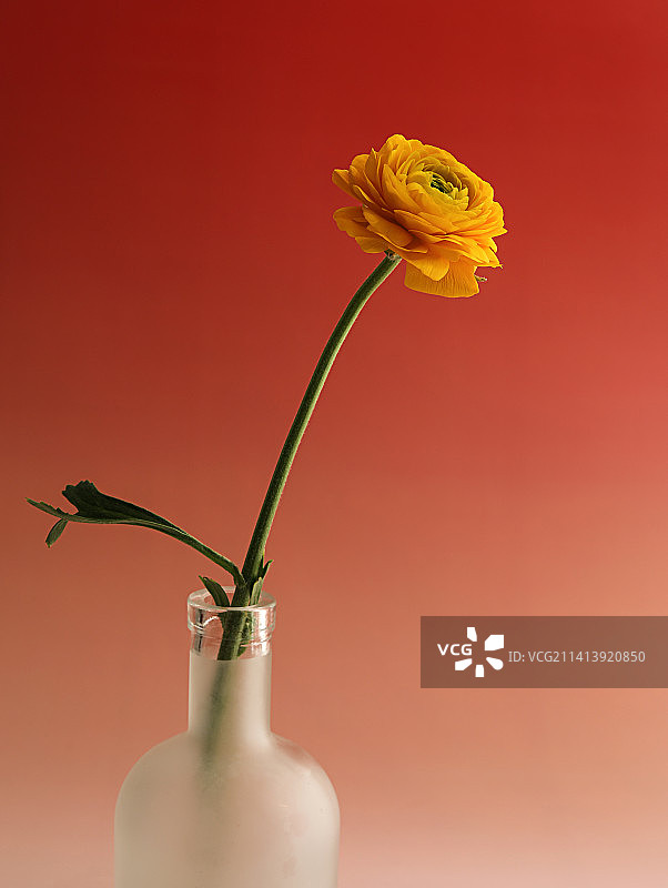 花瓶中的插花洋牡丹图片素材