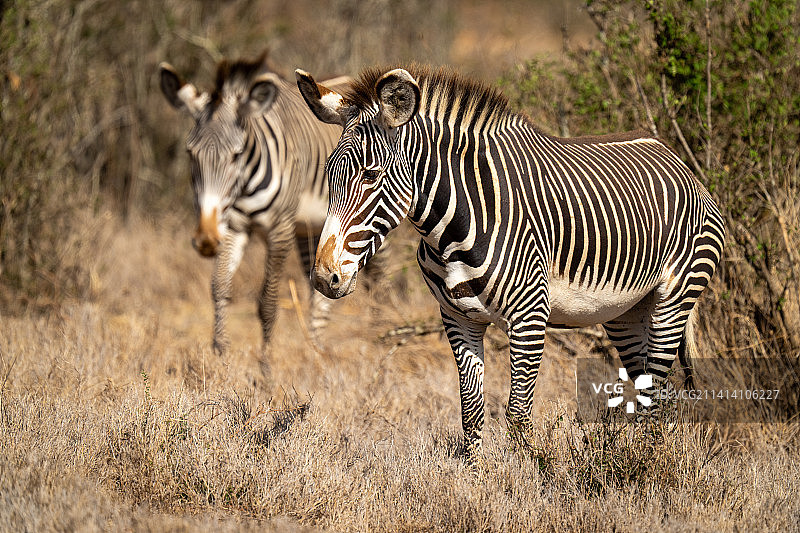 肯尼亚阳光下的大草原上，两只格雷维斑马交叉图片素材
