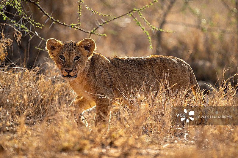 肯尼亚，小狮子走过草地，看着镜头图片素材