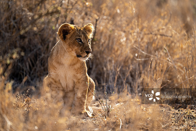 肯尼亚，一只小狮子坐在灌木丛中转头图片素材