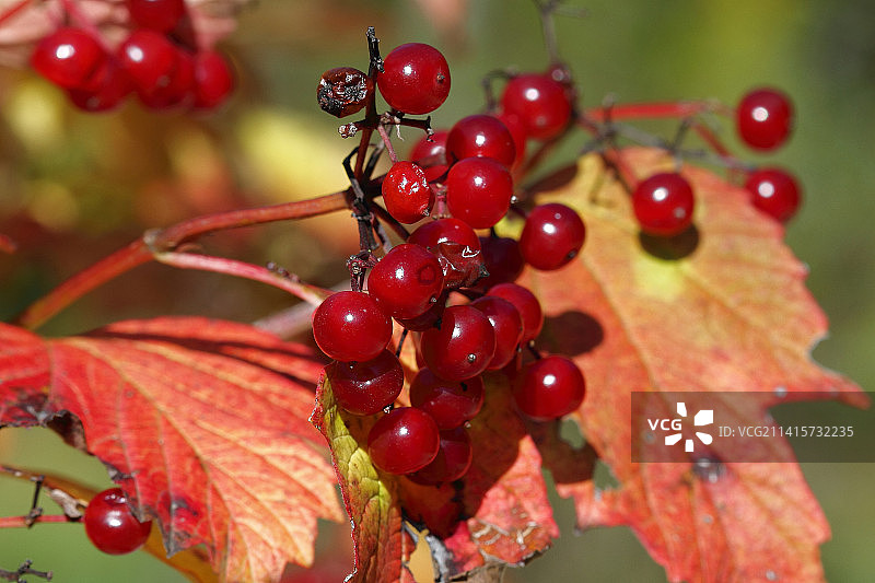 红色浆果生长在树上的特写，德国图片素材
