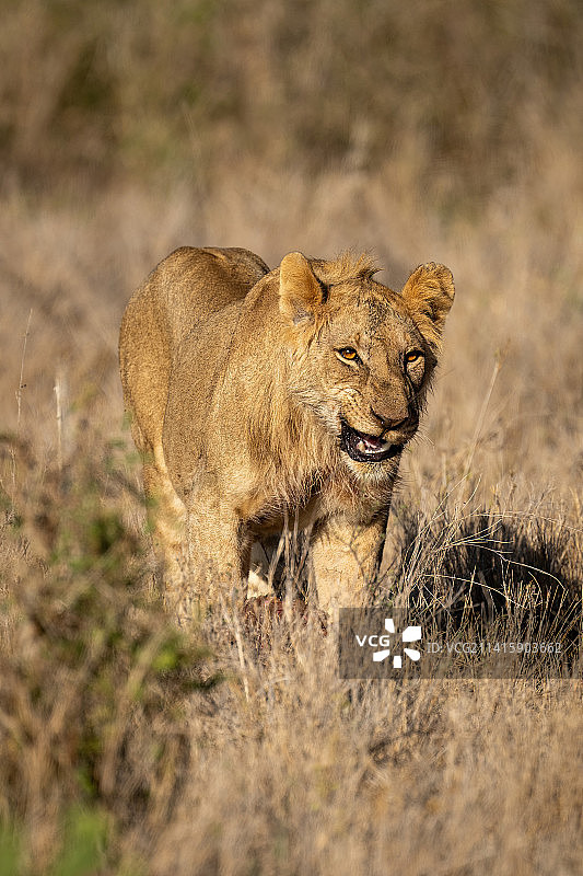 肯尼亚，年轻的雄狮站在草丛中咆哮图片素材