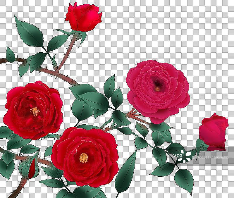 草本植物鲜花花卉花朵花瓣叶子枝干玫瑰月季元素插画图片素材