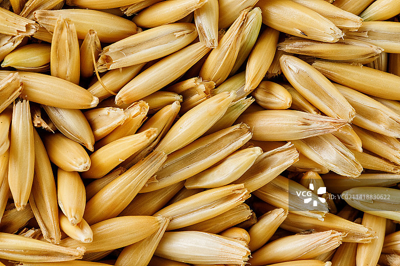 天然燕麦颗粒背景，接近金色谷物，罗马尼亚图片素材
