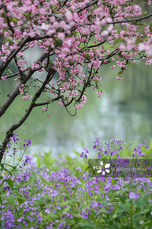 杭州西湖春天海棠花和二月蓝图片素材