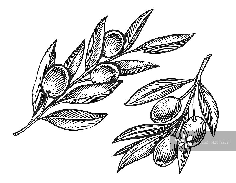 橄榄树的枝干与果实农业成熟图片素材