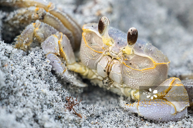 螃蟹在沙滩上的特写，马纳索塔基，佛罗里达州，美国图片素材