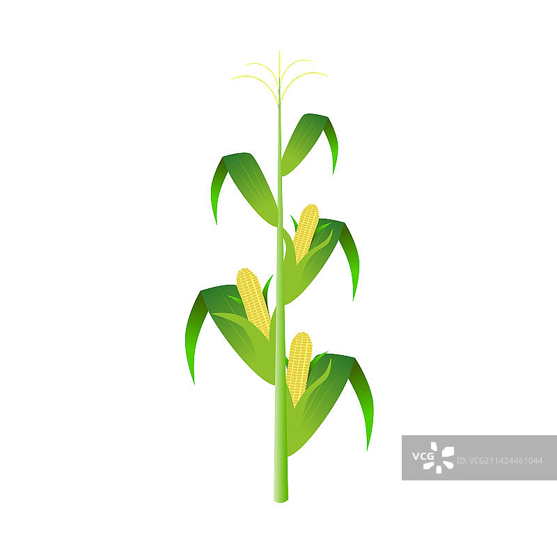白色背景上孤立的玉米秸秆图片素材