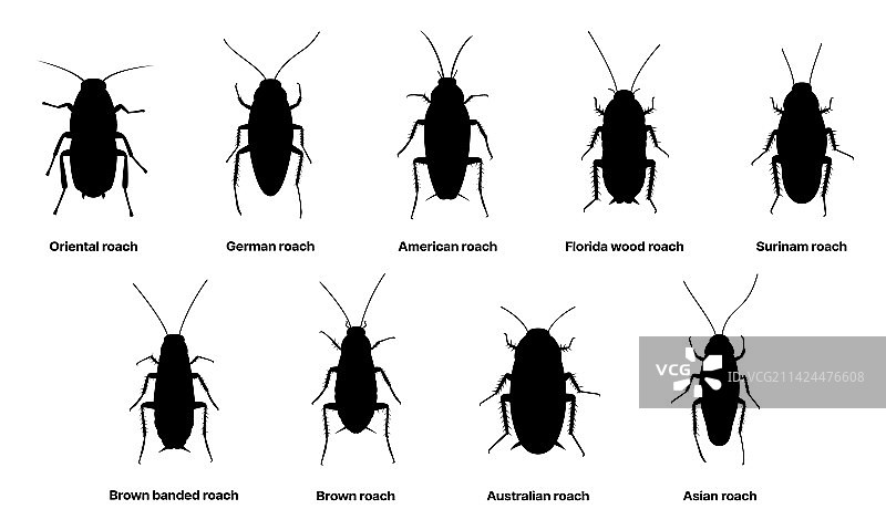 蟑螂剪影昆虫蟑螂和昆虫种类图片素材