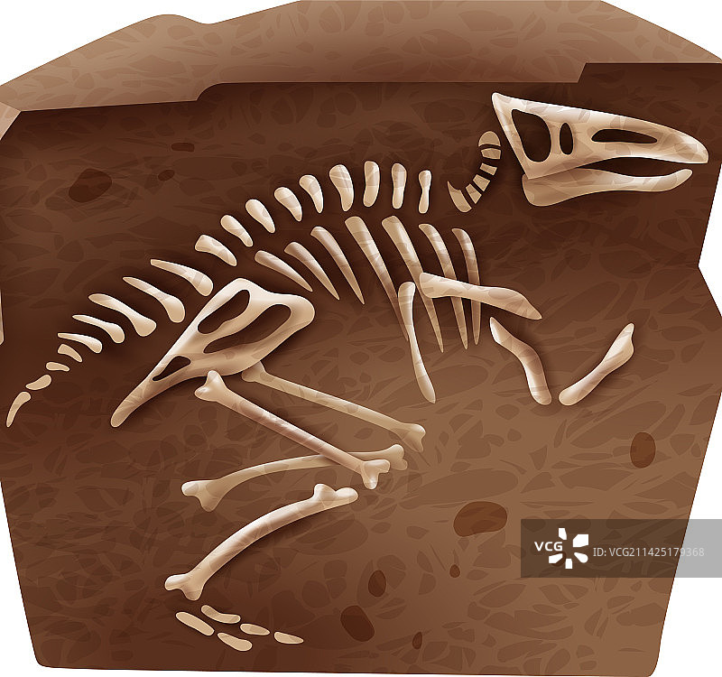 考古学中恐龙骨骼的组成图片素材