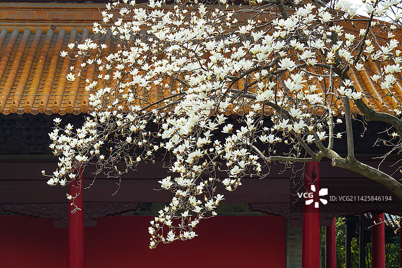 春天南京朝天宫景区的红墙背景白色玉兰花盛开图片素材