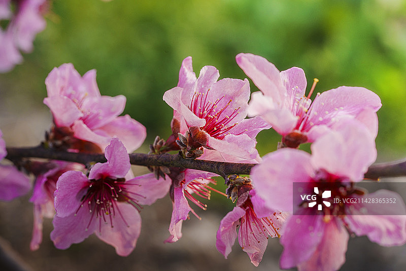 春天盛开在枝头上的桃花特写；粉红色的桃花；桃花花瓣；春天节气图片素材