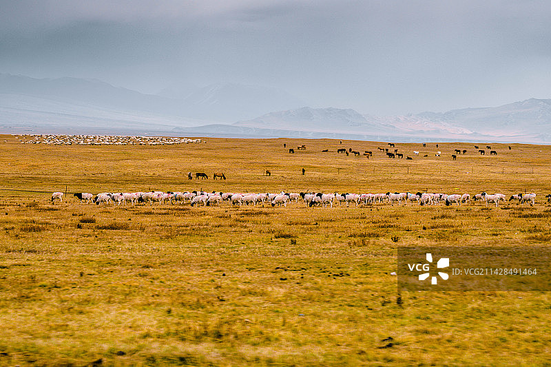 新疆巴音布鲁克草原上的羊群图片素材