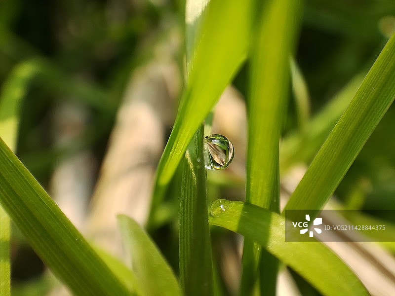 微距草地上水滴的特写镜头图片素材