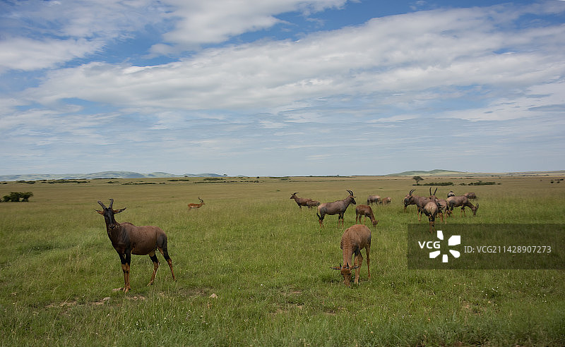 肯尼亚马塞马拉大草原角马群图片素材