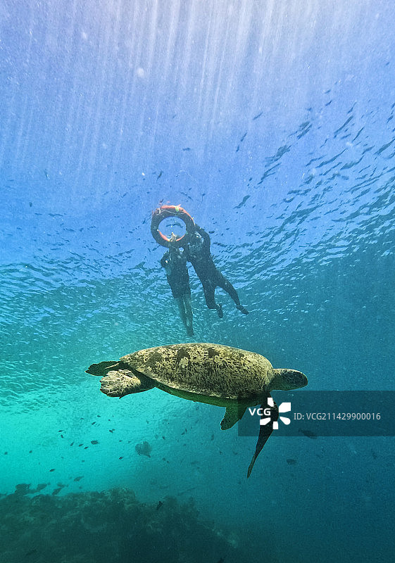 海龟在海底游泳，海底的海龟游泳，仙本那水下摄影图片素材