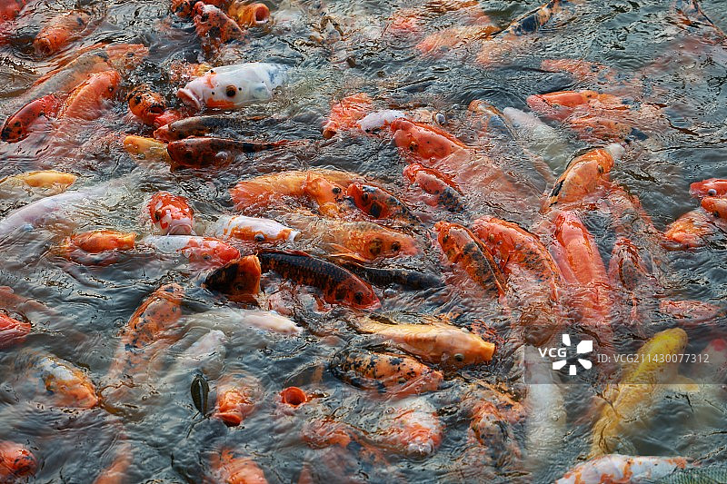 碧绿湖水中拥挤抢食的锦鲤鱼群图片素材