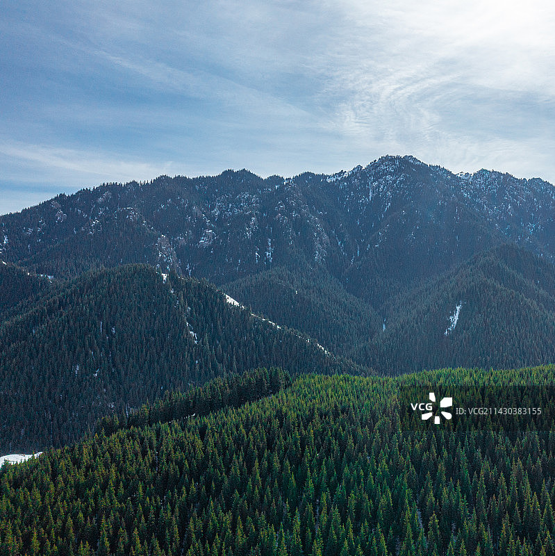 冬季 新疆天山 云杉 森林 雪山 草原图片素材