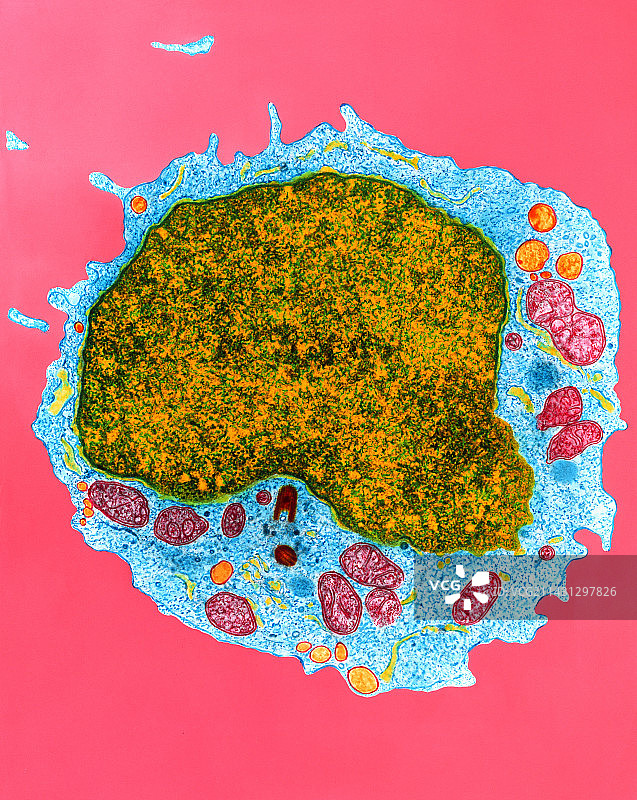 人b淋巴细胞血细胞的彩色透射电镜图片素材