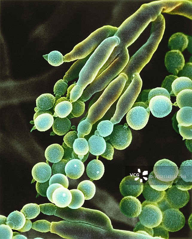 青霉素菌，SEM图片素材