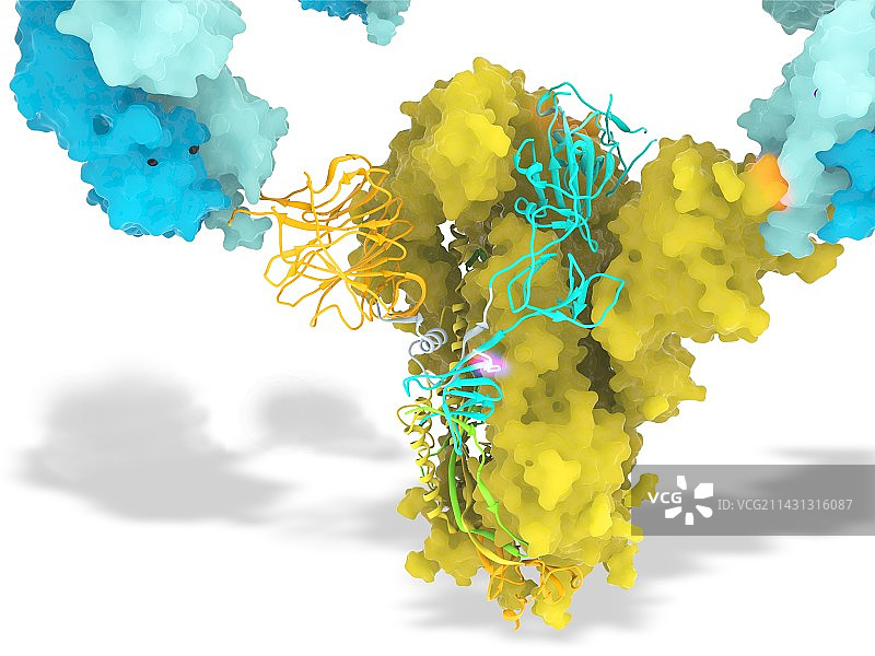 SARS-CoV-2病毒突刺蛋白和抗体，插图图片素材
