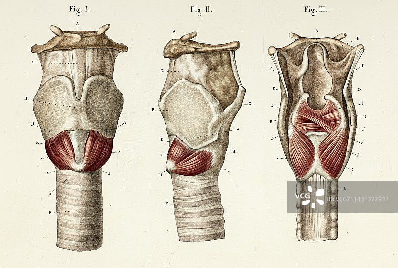 喉部肌肉，1866年的插图图片素材
