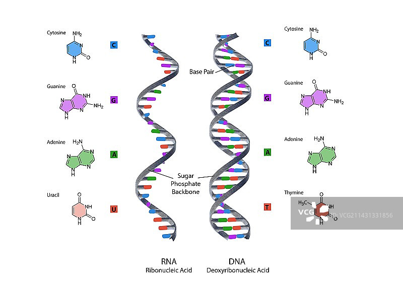 RNA和DNA的结构，插图图片素材