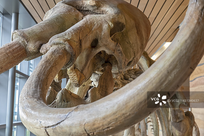 哥伦比亚猛犸象骨架图片素材