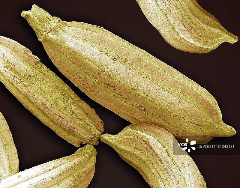 茴香籽，扫描电镜图片素材
