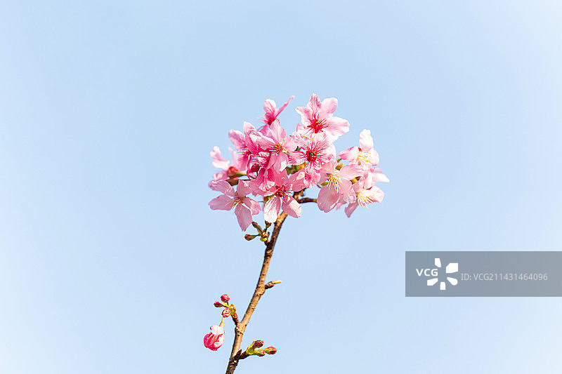 盛开的粉红色樱花图片素材