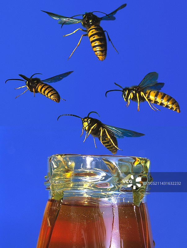 黄蜂围着蜂蜜罐图片素材