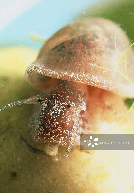 血吸虫病的蜗牛图片素材