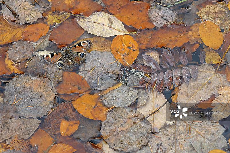 10月，欧洲德国巴伐利亚州巴伐利亚森林国家公园，水中的孔雀蝴蝶，死蝴蝶，秋叶图片素材