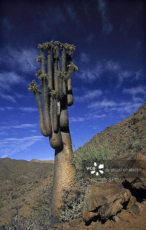 半人(Pachypodium namaquanum)，里克特斯维尔德国家公园，北开普，南非，非洲图片素材