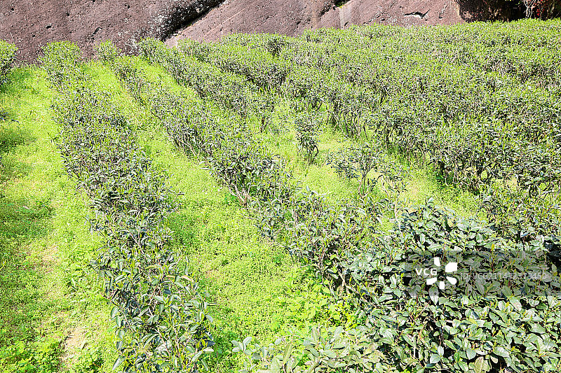 武夷山正岩茶核心产区大红袍的肉桂品种图片素材