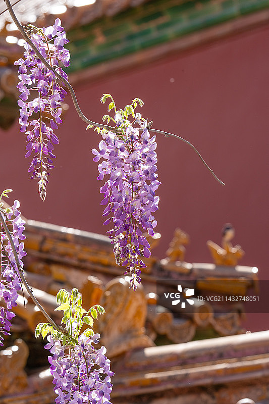 春天故宫永和宫盛开的紫藤花和屋檐角兽特写图片素材