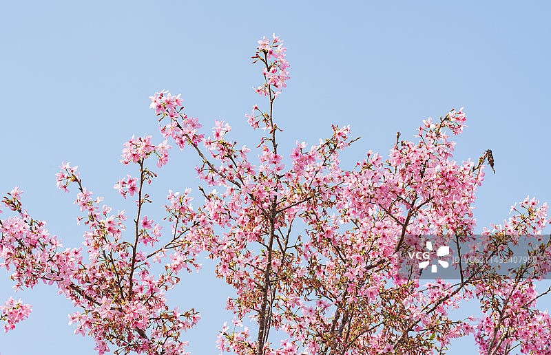 盛开的粉红色樱花图片素材