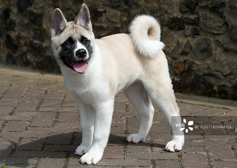 日本秋田犬，英国，幼犬，12周大，站在花园里，白色，犬图片素材
