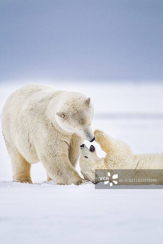 北极熊母猪和幼崽图片素材